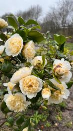 Camellia japonica in diverse soorten en maten, Tuin en Terras, Ophalen of Verzenden, Struik