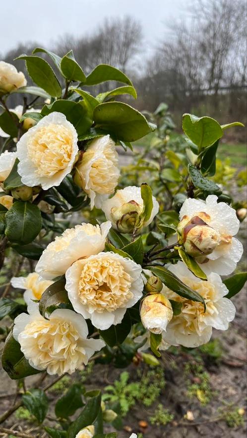 Camellia japonica in diverse soorten en maten, Tuin en Terras, Planten | Struiken en Hagen, Struik, Ophalen of Verzenden