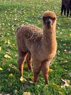 Jong hengstje te koop, Dieren en Toebehoren, Overige Dieren, Juni, Mannelijk