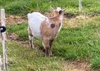 Bokje maanvlek ., Animaux & Accessoires, Moutons, Chèvres & Cochons, Mâle, Chèvre, 0 à 2 ans