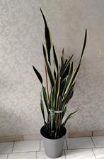 Dracaena trifasciata vrouwentong, Huis en Inrichting, Kamerplanten, Ophalen