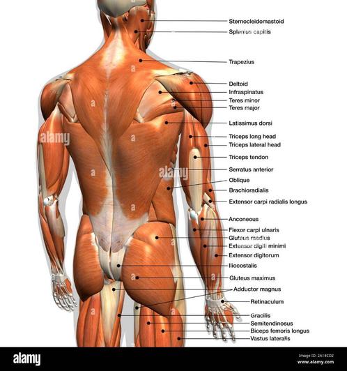 Relaxmassage voor mannen te Antwerpen, Diensten en Vakmensen, Welzijn | Masseurs en Massagesalons, Ontspanningsmassage