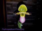Bloeiende orchidee Paphiopedilum Pinocchio (Venusschoentje), Ophalen of Verzenden