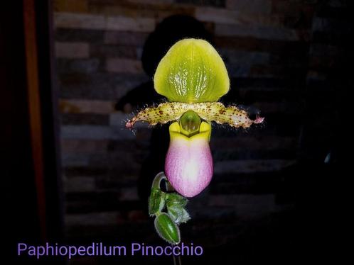 Orchidée Paphiopedilum Pinocchio (pantoufle de Vénus), Maison & Meubles, Plantes d'intérieur, Enlèvement ou Envoi