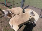Sterke mannelijke schapen te koop, Dieren en Toebehoren, Schapen, Geiten en Varkens, Mannelijk, Schaap, 0 tot 2 jaar