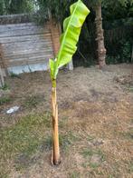 Bananenplant, Tuin en Terras, Ophalen