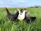 Jonge tamme groenleggers kippen te koop gesekst en ingeënt, Dieren en Toebehoren, Vrouwelijk, Kip