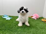Mal-Shi pups ( Maltezer x Shih Tzu), België, Overige rassen, 8 tot 15 weken, CDV (hondenziekte)