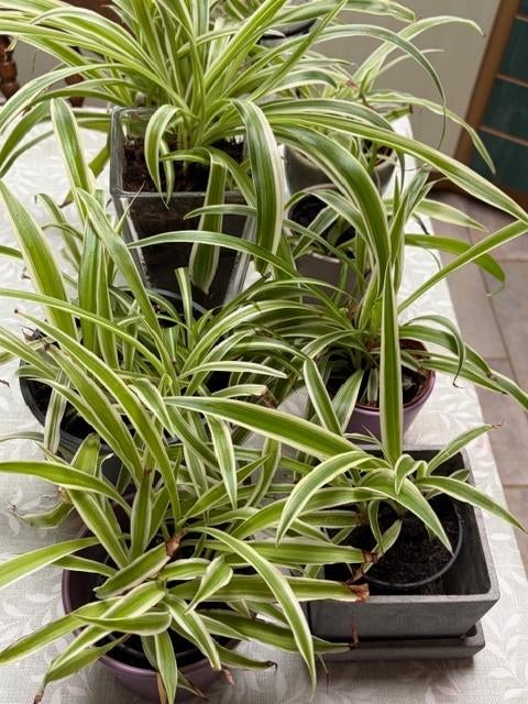 graslelies chlorophytum jonge plantjes, Ophalen