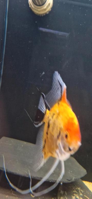 Mooie XXL Red Devil maanvis (man) beschikbaar voor biedingen