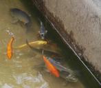 Koi vissen 10-25, Dieren en Toebehoren, Vissen | Vijvervissen, Karper of Koi