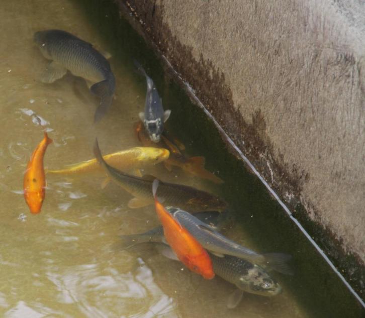 Koi vissen 10-25, Dieren en Toebehoren, Vissen | Vijvervissen, Karper of Koi