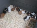 Jonge cavia zeugjes en beertjes, Dieren en Toebehoren, Knaagdieren, Meerdere dieren, Cavia, Tam