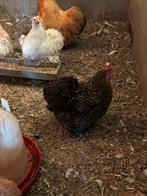 Cochin kriel, Dieren en Toebehoren