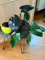 Philodendron Pink Princess met pot, Huis en Inrichting, Kamerplanten, Ophalen, Overige soorten, Halfschaduw, In pot