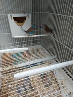 Blauwe  fazatjes   2 koppel  gsm o479793262, Dieren en Toebehoren