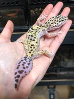 Luipaardgekko ter adoptie, Dieren en Toebehoren, Hagedis, Tam, 0 tot 2 jaar