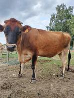 jersey koe vaars, Dieren en Toebehoren, Vrouwelijk, 0 tot 2 jaar