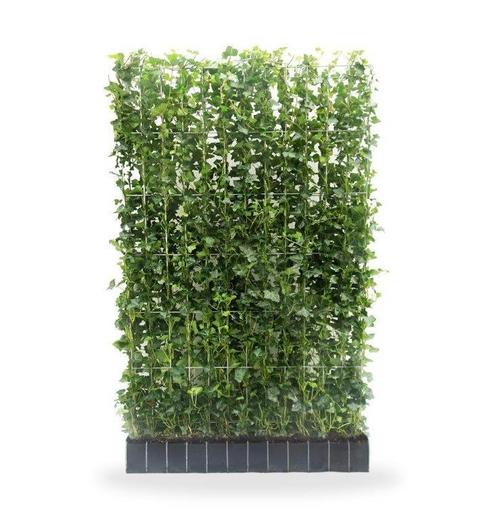Hedera kant en klaar schermen | Direct privacy, Tuin en Terras, Planten | Struiken en Hagen, Ophalen of Verzenden