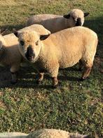 Hampshire down dekram, Dieren en Toebehoren, Schapen, Geiten en Varkens, Mannelijk, Schaap, 0 tot 2 jaar