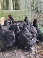 Cochin groot zwart, Dieren en Toebehoren, Pluimvee