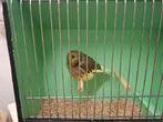 Glosters te koop,