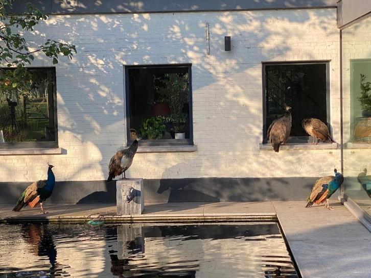 Pauwen te koop – mooie dieren, mannetjes & vrouwtjes, Dieren en Toebehoren, Pluimvee, Overige soorten, Meerdere dieren