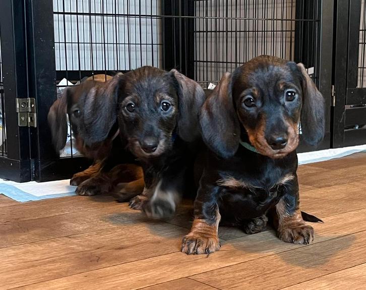 Superleuke ruwharige dwerg teckel pups,in huis grootgebracht, Dieren en Toebehoren, Honden | Teckels en Dashonden, Teef, Ruwhaar