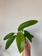 Philodendron, Ophalen