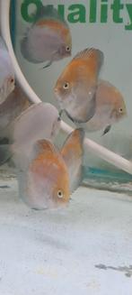 Golden en yellow calico discus, Dieren en Toebehoren, Vis, Zoetwatervis, Schoolvis