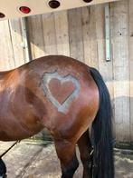 Paarden scheren LAGE PRIJS, Dieren en Toebehoren