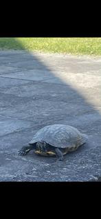Gezocht: schildpadden, Dieren en Toebehoren, Reptielen en Amfibieën, Schildpad