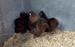 Broedeieren zijdehoen choco krielversie, Dieren en Toebehoren, Pluimvee, Geslacht onbekend, Kip