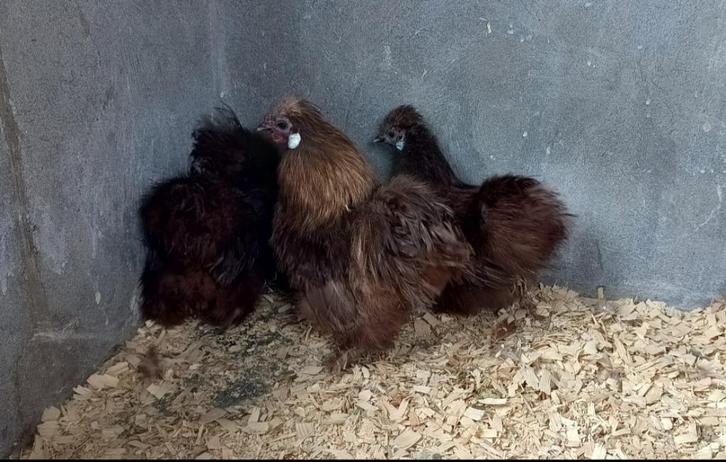 Broedeieren zijdehoen choco krielversie, Dieren en Toebehoren, Pluimvee, Kip, Geslacht onbekend