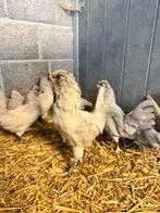 Araucana hanen, Dieren en Toebehoren, Pluimvee, Mannelijk, Kip