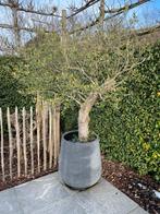 Olijfboom in pot, Tuin en Terras, Ophalen, In pot, Olijfboom