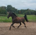 spaans paard, Dieren en Toebehoren, Gechipt, B, Ruin, 7 tot 10 jaar