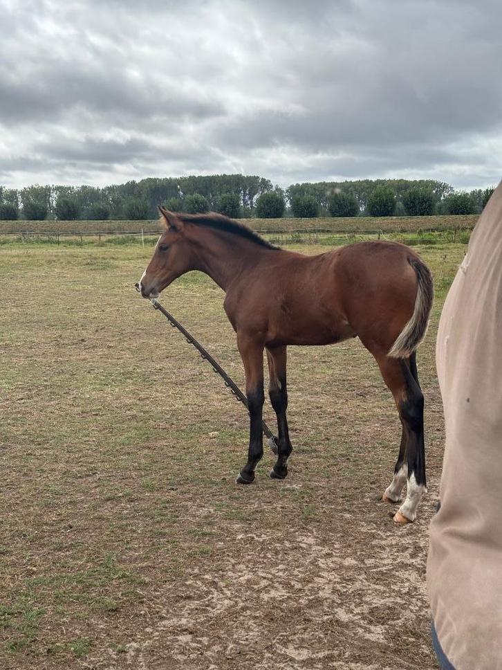 Hengstenveule, Dieren en Toebehoren, Paarden, Hengst, Niet van toepassing, 0 tot 2 jaar, Springpaard, Met stamboom, Gechipt, Ontwormd