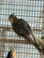 Male calopsitte joue jaune, Mâle