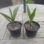 Trachycarpus fortunei palmbomen winterhard., Ophalen