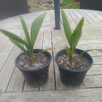 Trachycarpus fortunei palmbomen winterhard.  beschikbaar voor biedingen