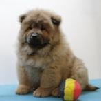 Chow Chow - Belgische pup te koop, België, CDV (hondenziekte), 8 tot 15 weken, Meerdere