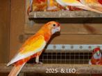 Parkieten . Aanwezige vogelbeurs Aarschot 31-08-2025, Dieren en Toebehoren, Meerdere dieren, Parkiet, Geringd