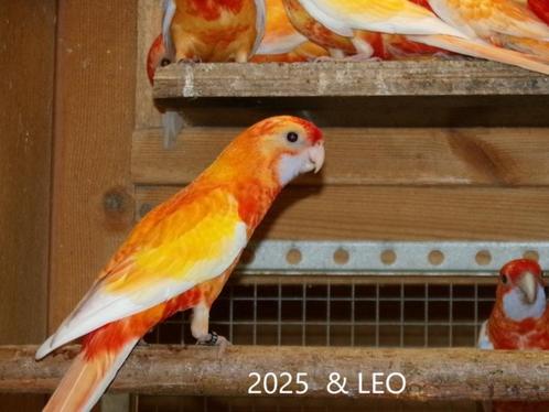 Parkieten . Aanwezige vogelbeurs Aarschot 31-08-2025, Dieren en Toebehoren, Vogels | Parkieten en Papegaaien, Parkiet, Meerdere dieren