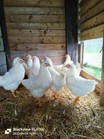 Leg- en sierkippen ruime keuze, Dieren en Toebehoren, Pluimvee