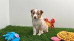 Australische Herder pups, Dieren en Toebehoren, Honden | Herdershonden en Veedrijvers, België, CDV (hondenziekte), 8 tot 15 weken