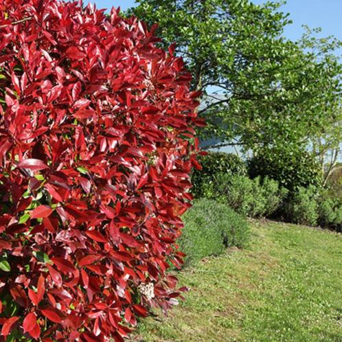 Glansmispel Photinia red robin, Tuin en Terras, Planten | Struiken en Hagen, Haag, Ophalen of Verzenden