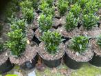 Euonymus Green Spire, Jardin & Terrasse, Plantes | Arbustes & Haies, Enlèvement, Arbuste