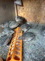 Japanse kwartels, Dieren en Toebehoren, Meerdere dieren, Overige soorten