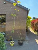 Catalpa - 2 tot 2,5 meter, Tuin en Terras, Planten | Fruitbomen, Ophalen, In pot